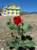 Glaucium corniculatum