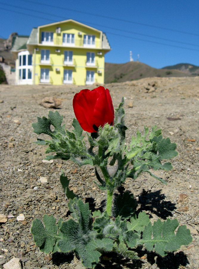 Image of Glaucium corniculatum specimen.