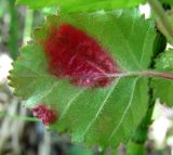 Image of taxon representative. Author is Геннадий Окатов