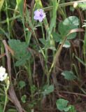 Erodium gruinum