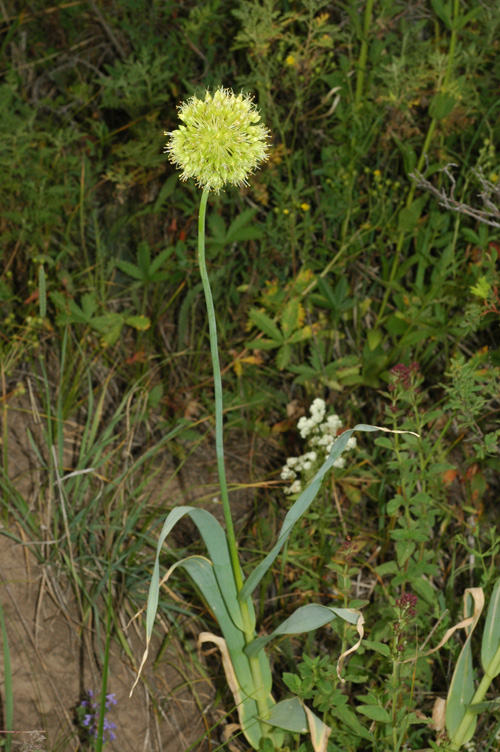 Изображение особи Allium obliquum.