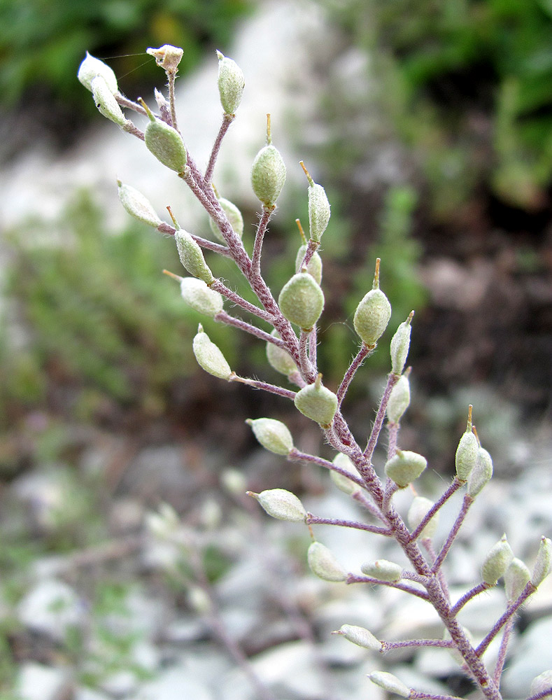 Image of Alyssum trichostachyum specimen.