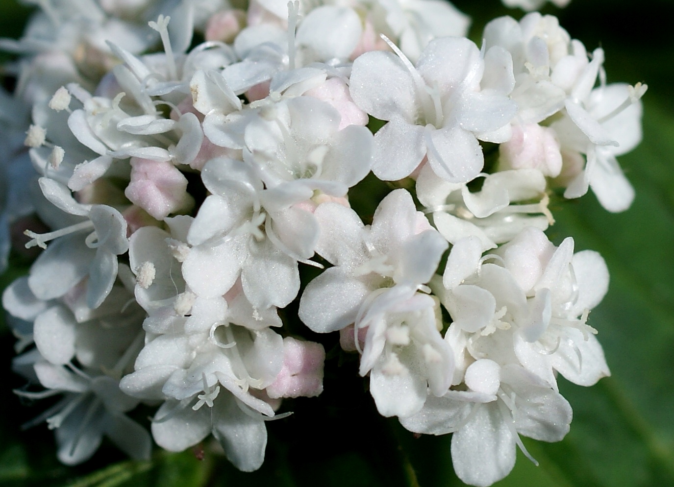 Изображение особи род Valeriana.