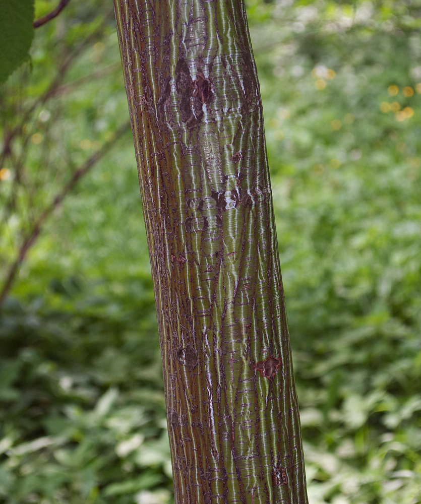 Image of Acer tegmentosum specimen.