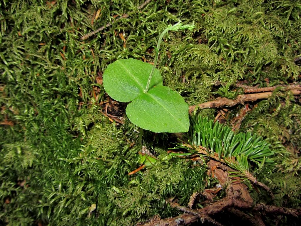 Изображение особи Listera pinetorum.