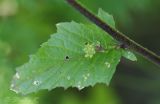 Image of taxon representative. Author is Раду Страту