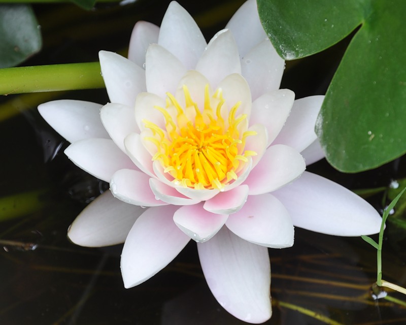 Изображение особи Nymphaea candida.