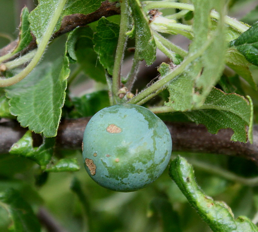 Изображение особи Prunus insititia.