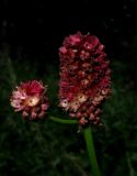 Sanguisorba officinalis