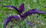 Dactylorhiza umbrosa