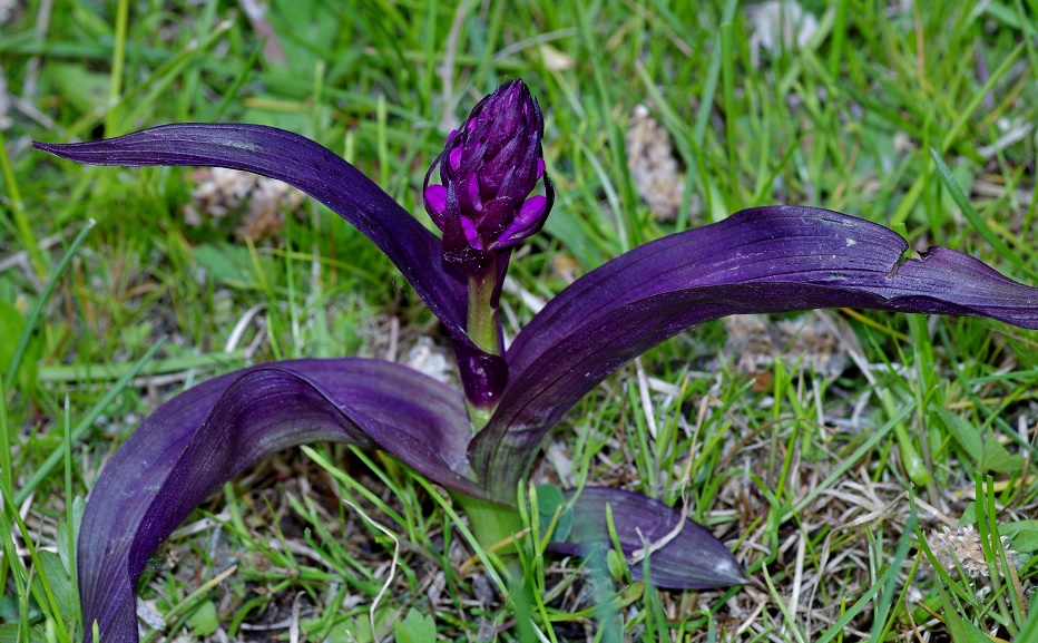 Изображение особи Dactylorhiza umbrosa.