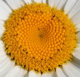 Leucanthemum maximum. Центральная часть соцветия. Германия, г. Дюссельдорф, Ботанический сад университета. 03.07.2014.