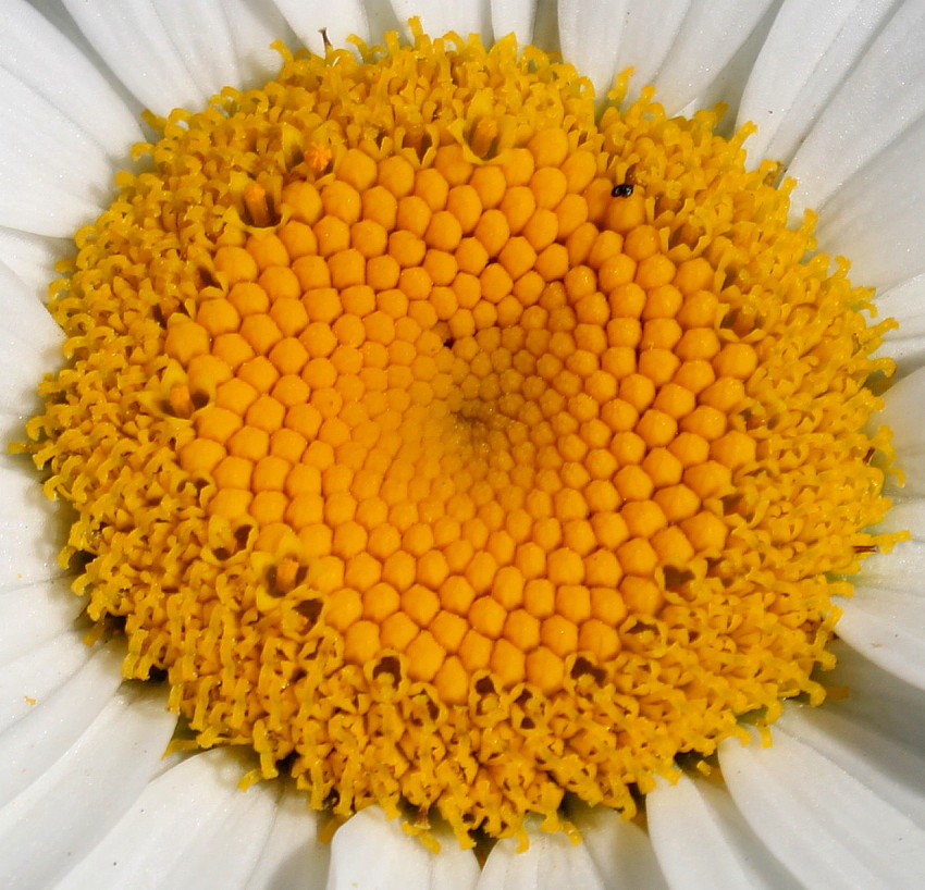 Изображение особи Leucanthemum maximum.