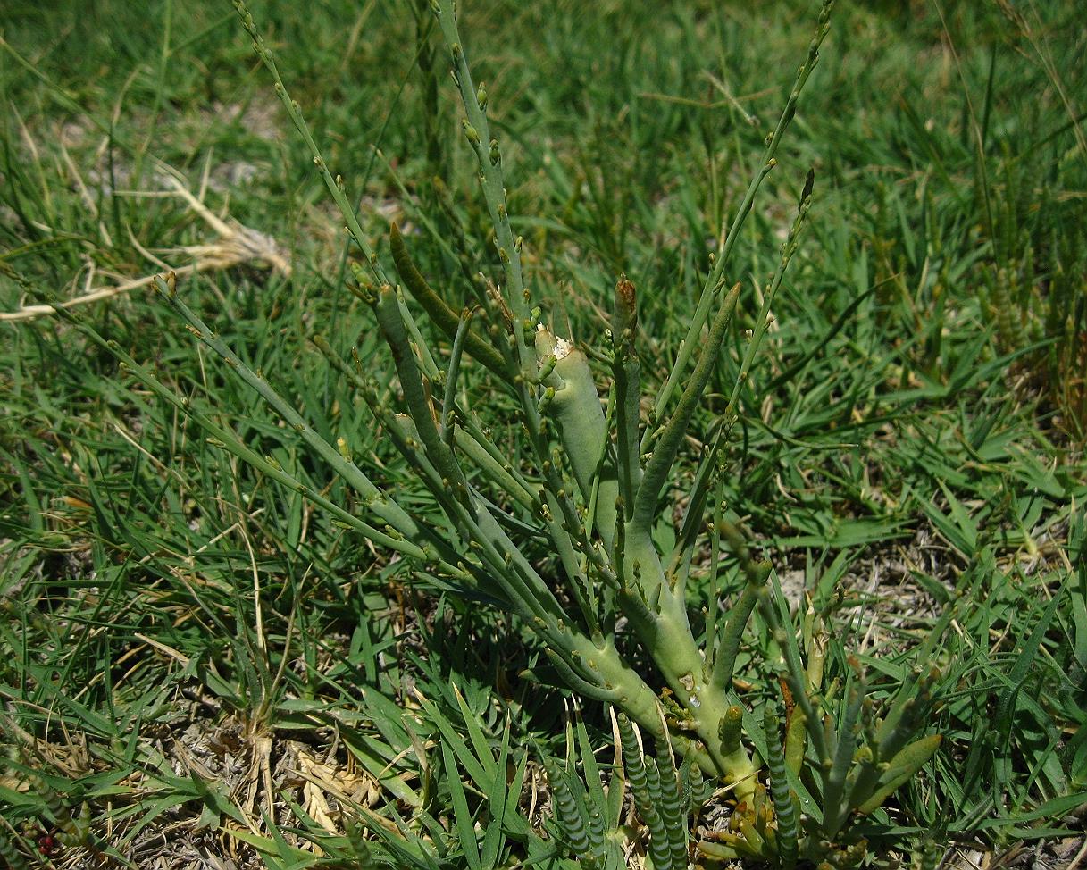 Image of Thesium compressum specimen.