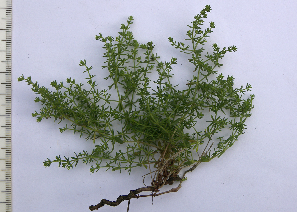 Изображение особи Galium brachyphyllum.
