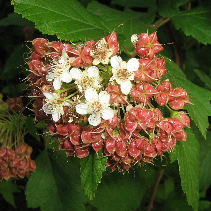 Image of Physocarpus opulifolius specimen.