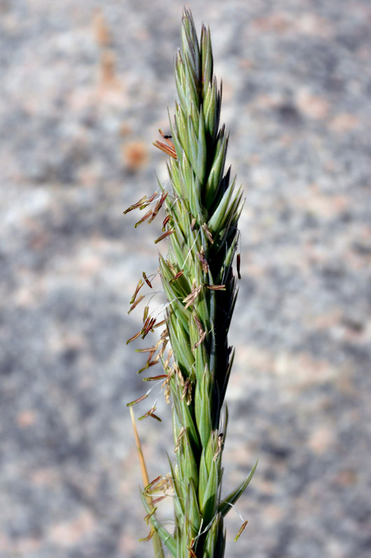 Image of Leymus arenarius specimen.