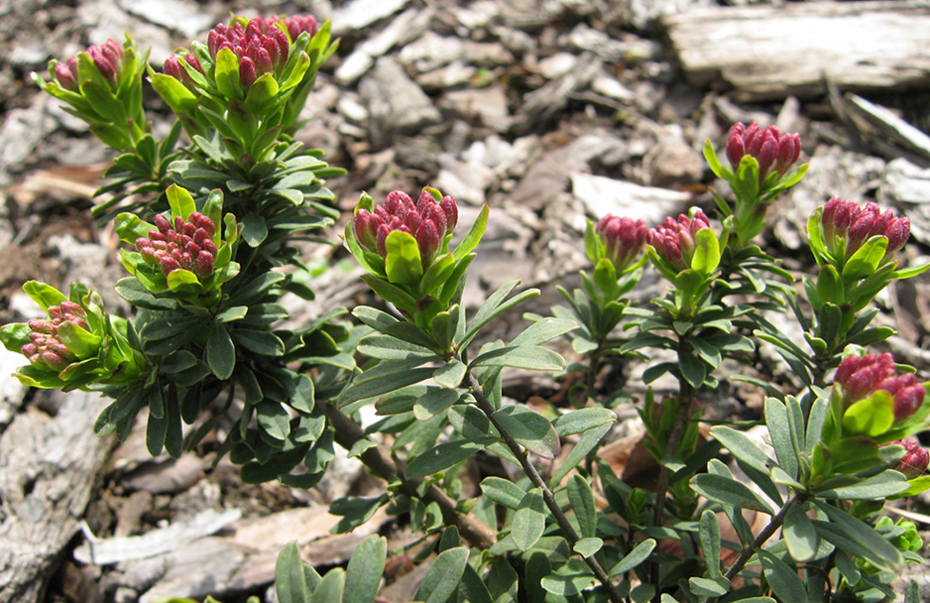 Image of Daphne cneorum specimen.