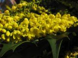 Mahonia bealei