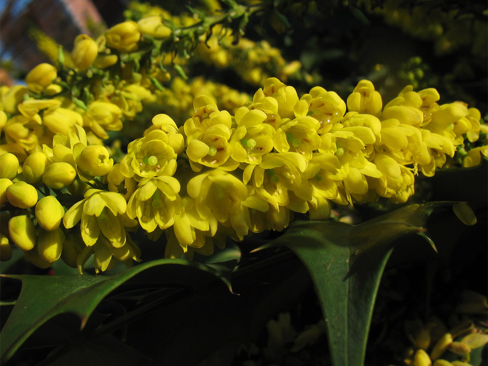 Image of Mahonia bealei specimen.