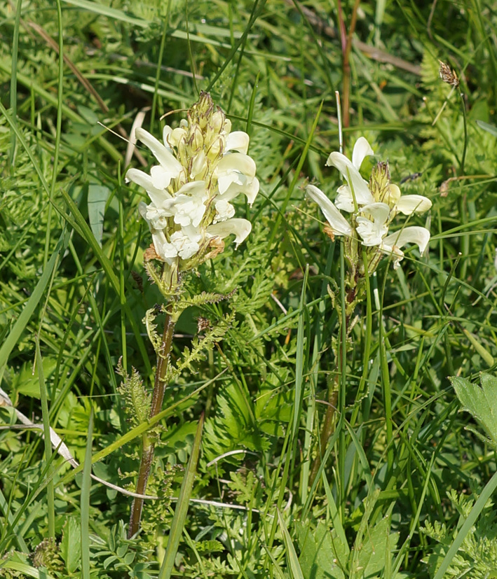 Image of Pedicularis venusta specimen.