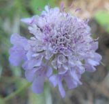 Scabiosa columbaria. Соцветие. Крым, Ялта, ущелье Уч-Кош. 05.08.2009.