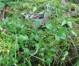 Cerastium holosteoides