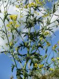 Senecio grandidentatus