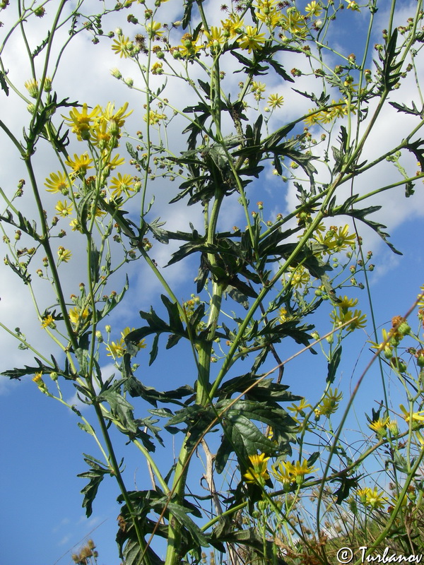 Image of Senecio grandidentatus specimen.