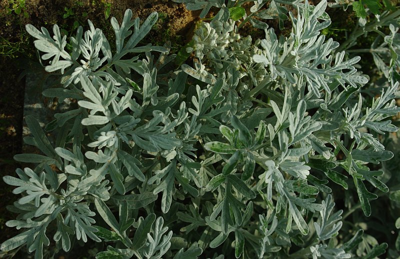 Image of Artemisia stelleriana specimen.