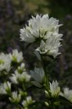 Campanula glomerata