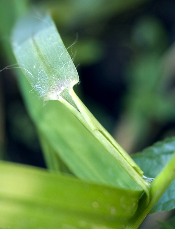 Image of Setaria pumila specimen.