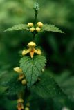 Galeobdolon luteum