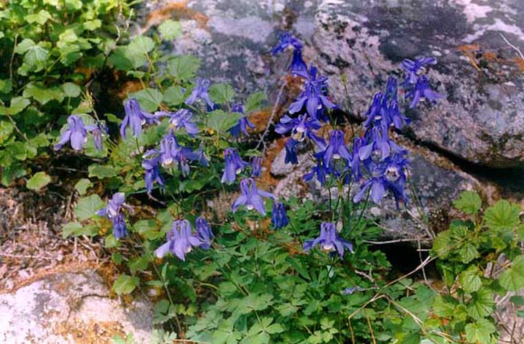 Изображение особи Aquilegia amurensis.