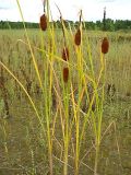 Typha laxmannii. Плодоносящие растения. Томск, ГРЭС-2, золоотвал. 02.09.2009.