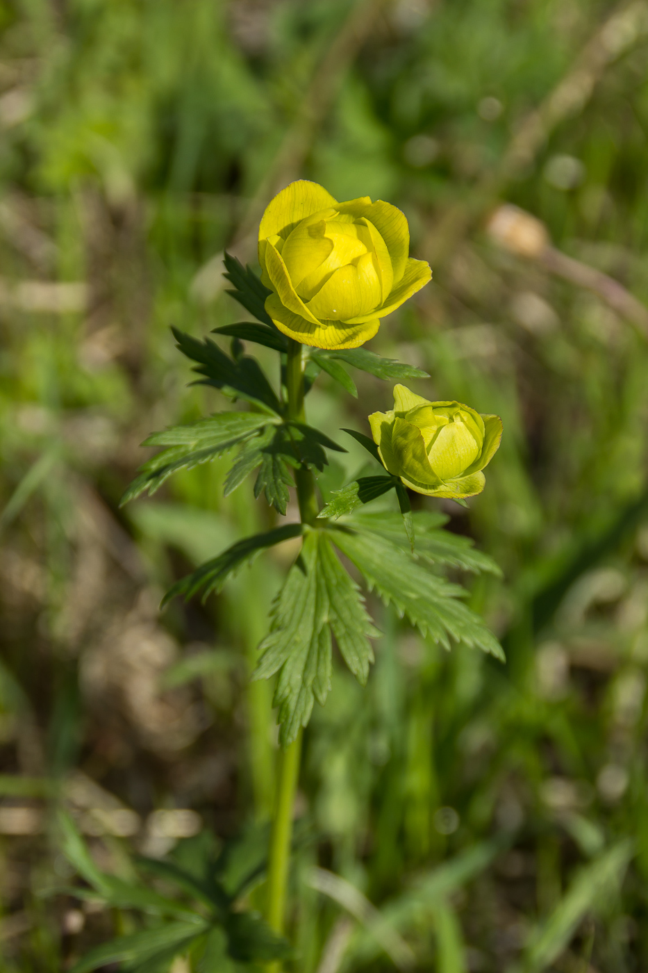 Image of Trollius europaeus specimen.