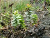 Rhodiola rosea. Вегетирующее растение с вымытым корневищем. Берег Белого моря, юго-зап. ч. Онежской губы, губа Смолениха. Август 2014 г.