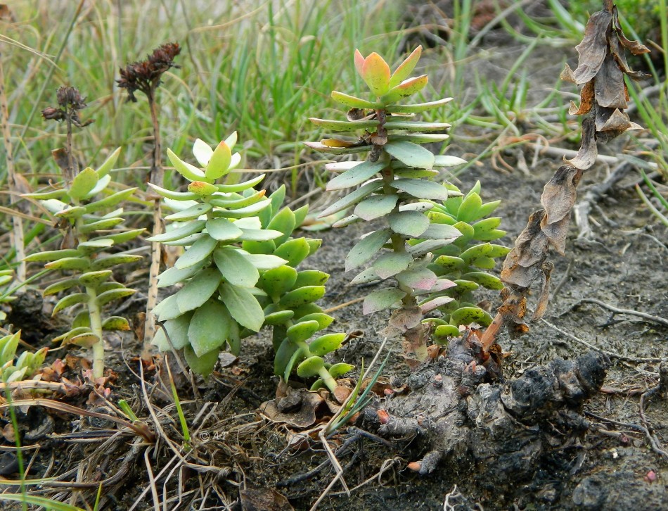 Изображение особи Rhodiola rosea.