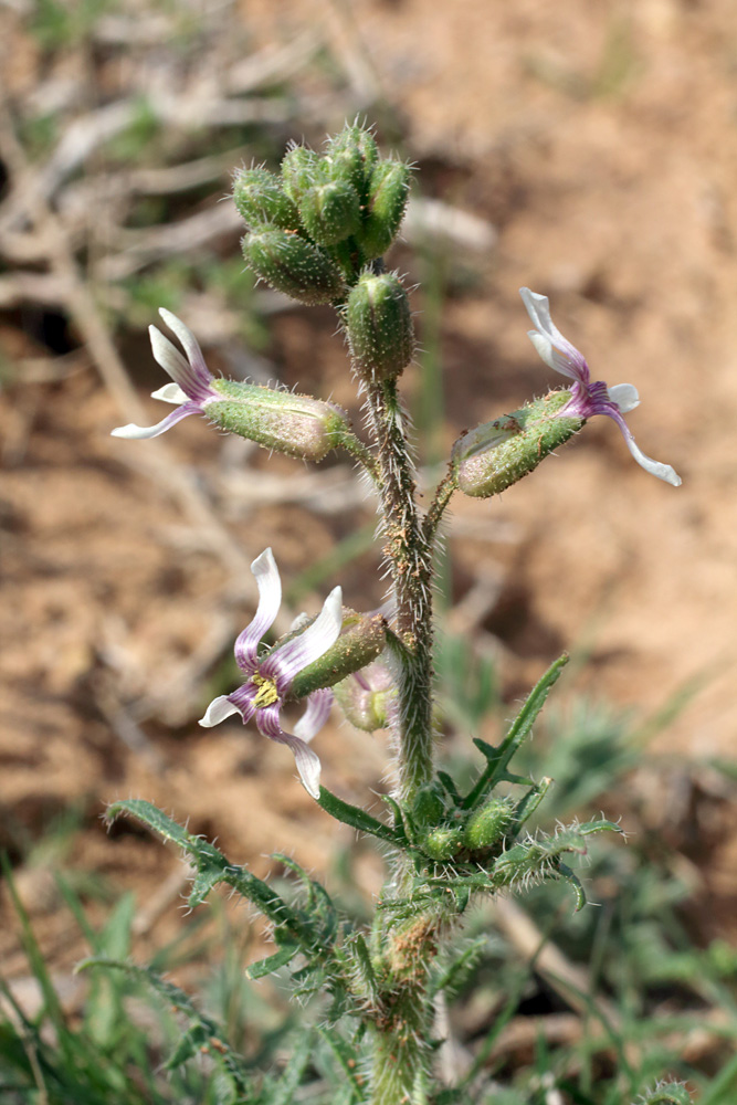 Image of Parrya hispida specimen.