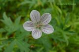 Geranium sieboldii. Цветок. Приморский край, Уссурийский р-н. 02.07.2008.