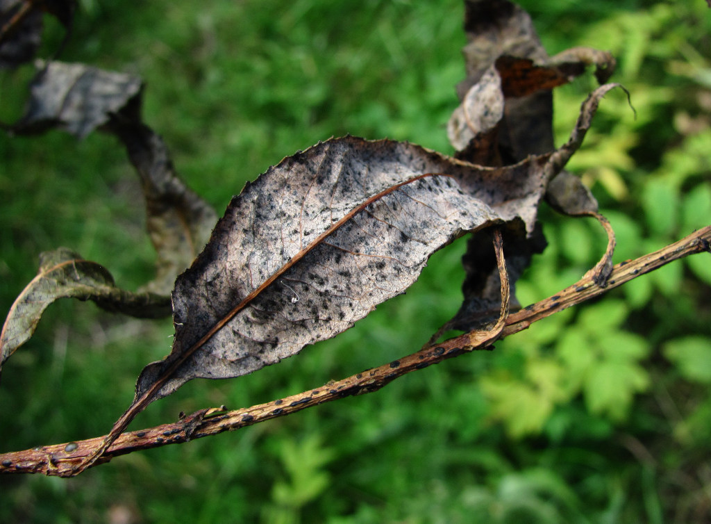 Изображение особи Salix triandra.