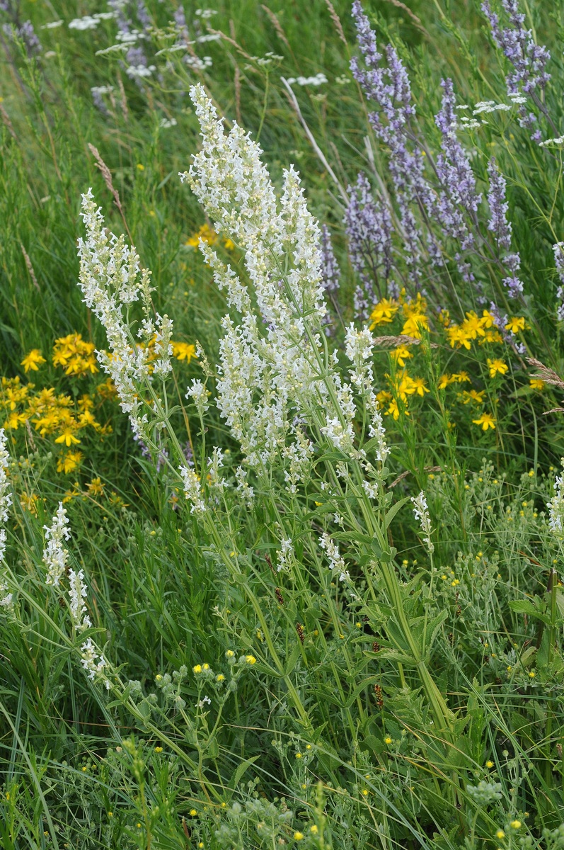 Image of Nepeta nuda specimen.