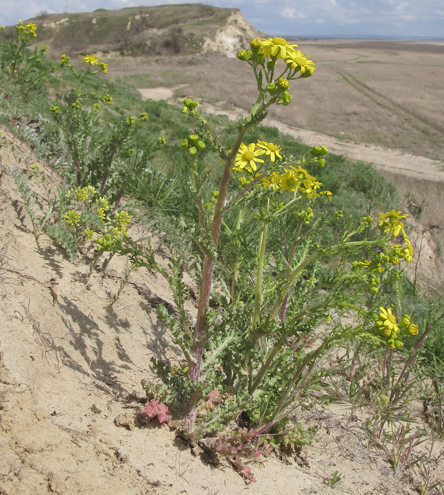 Image of Senecio vernalis specimen.