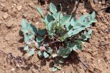 Astragalus megalomerus