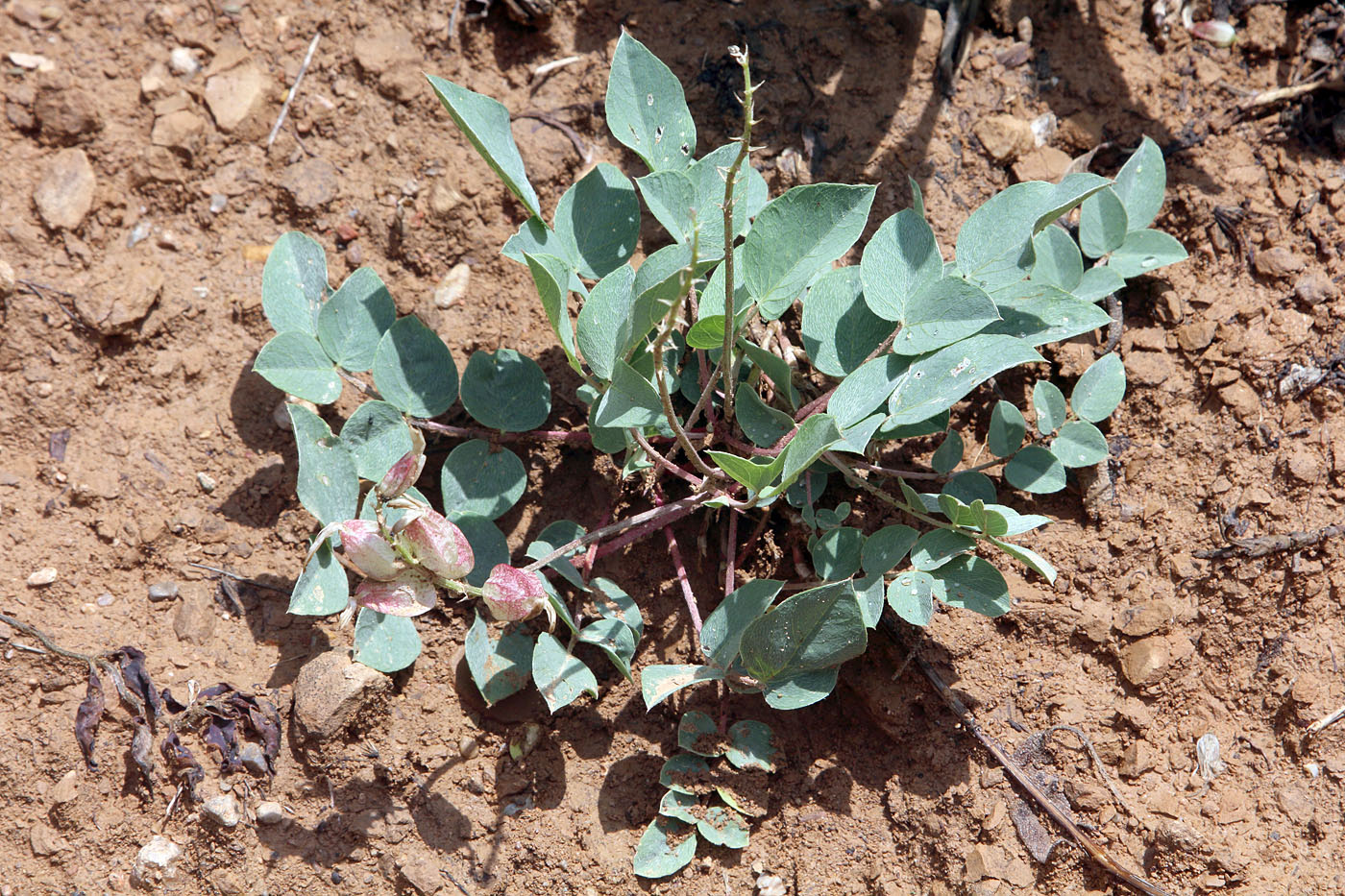 Изображение особи Astragalus megalomerus.