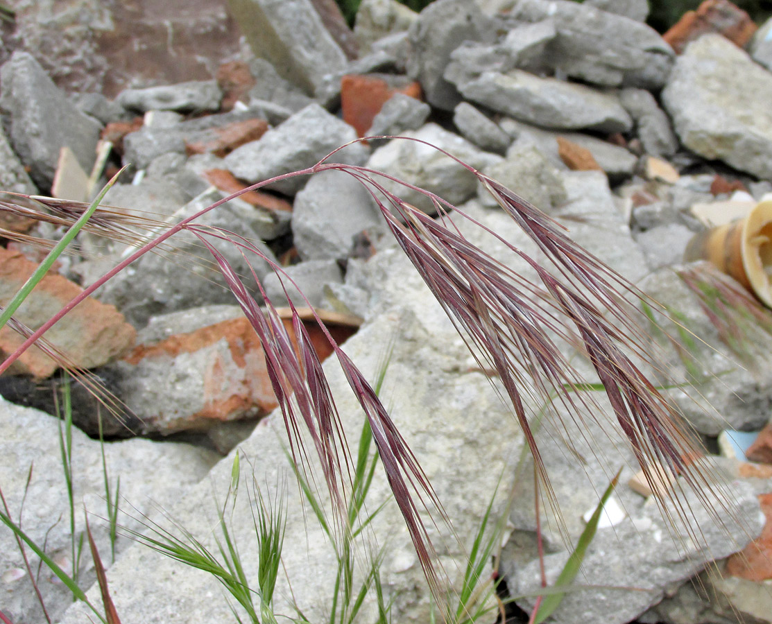 Image of Anisantha sterilis specimen.