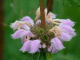 Phlomoides tuberosa. Соцветие. Иркутская обл., Иркутский р-н, окр. с. Пивовариха. 30.06.2014.
