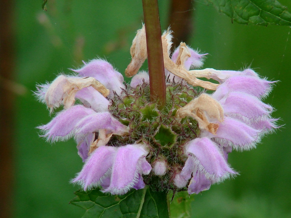 Image of Phlomoides tuberosa specimen.
