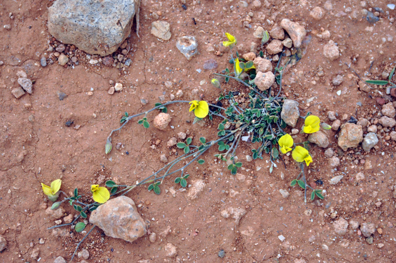 Image of Lotus ononopsis specimen.