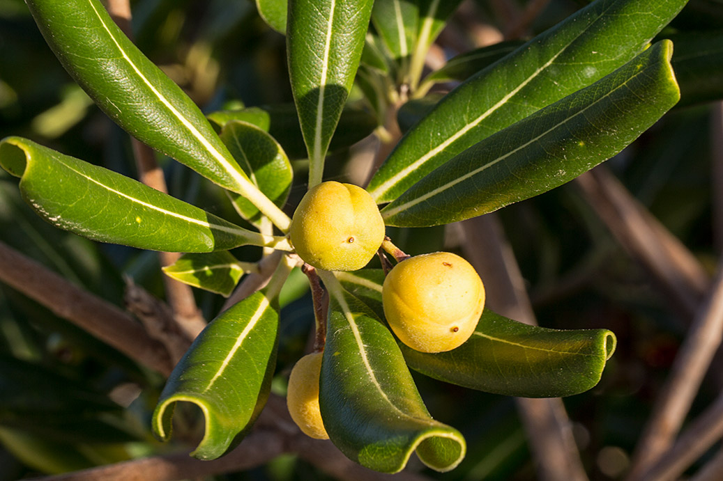 Изображение особи Pittosporum tobira.